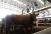 Market Murmurs | Cow sell-off? Maybe not yet