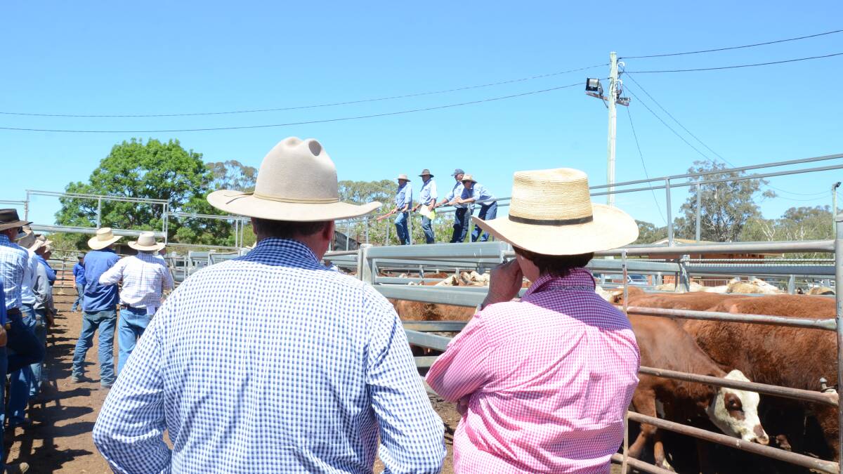 Dunedoo cows with calves sell to $1300
