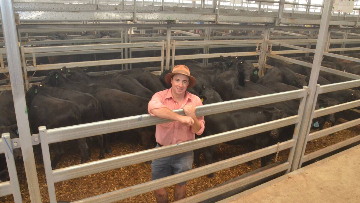 Elders Albury agent Brett Shea with the best presented heifer pen on the second day of the annual Wodonga weaner sales. The 20 Angus heifers of Table Top and Fernhill blood weighed an average 326kg and sold for $815 each for Graham and Christine Anderson, Friendship, Indigo Valley, Vic. Photo by Mark Griggs