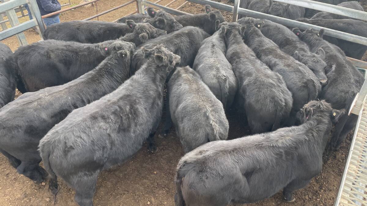 A good line up of vendor bred steers from the Wisbey family, Botobolar Pastoral Company, Mudgee, sold for $2320 while a second pen made $2100. Photo: Rebecca Cooper