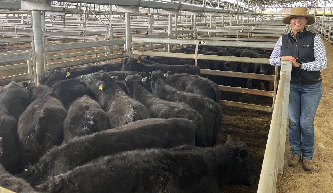 Agent Tegan Morris with 17 Bannaby-blood, 286kg, Angus steers that sold for $680 by K and H Hainsworth, Taralga, at Yass store sale last Friday. Picture by Stephen Burns.