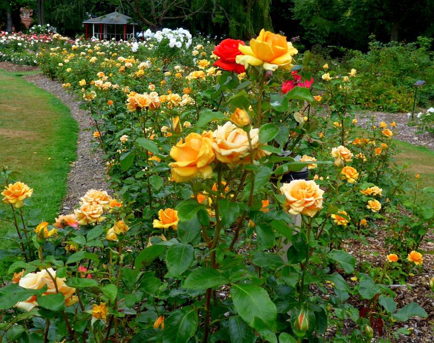 Rose "Simply the Best" flowering during June in the formal rose garden in Belfast Botanic Gardens.