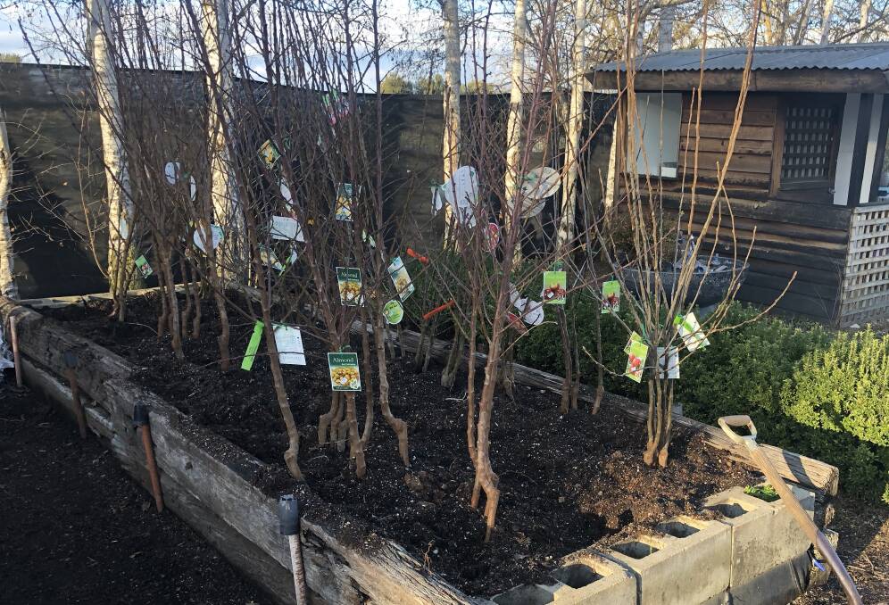 Bare rooted fruit trees heeled in alphabetical order at Riverside Nursery, Bathurst.