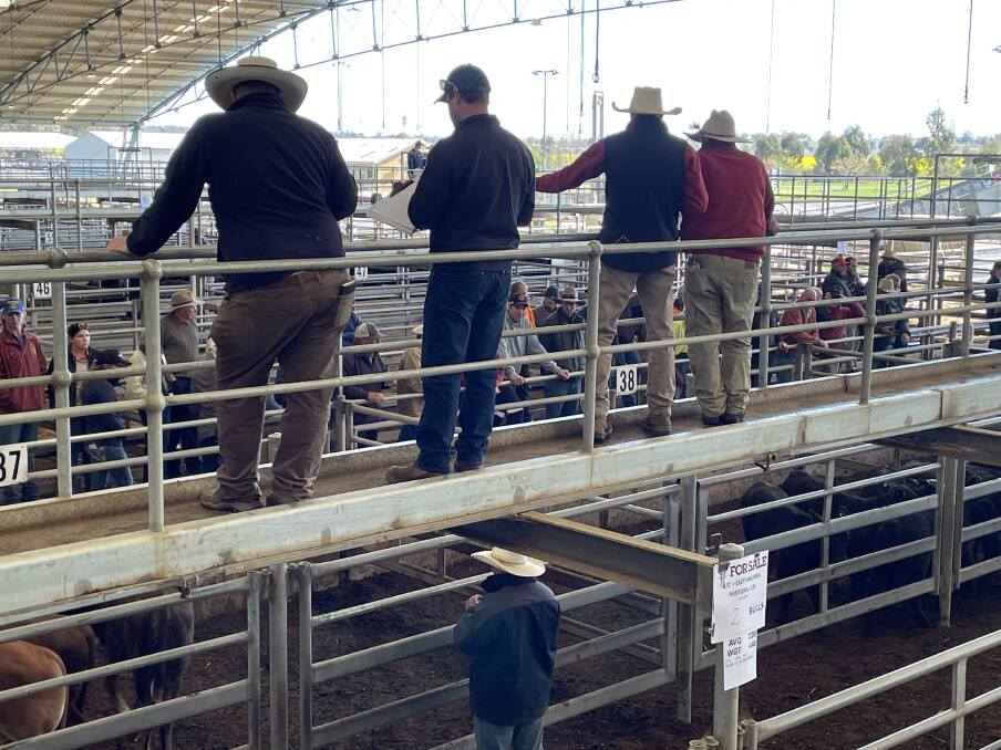 Auction action during the Forbes store cattle sale last Friday.