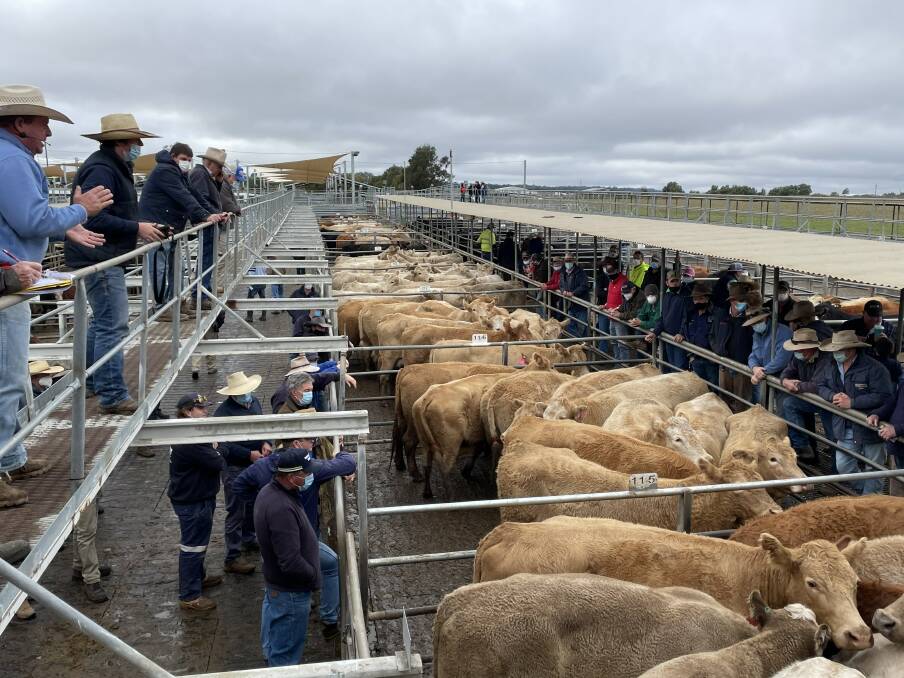 Today's regular prime cattle sale has been postponed to Saturday due to a positive COVID-19 case working at the site last week. Photo: Rebecca Cooper 
