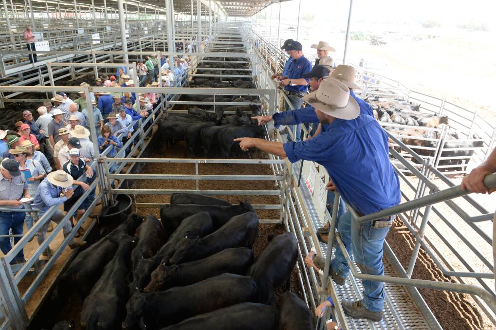 NSW steer prices lift, again