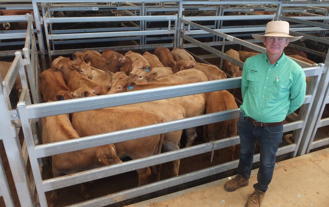 Scott Simshauser, Tamworth, with Simshauser heifers trucked from Kempsey that made 628c/kg at Tamworth prime sale on Monday. Photo: Michelle Mawhinney, TLSAA