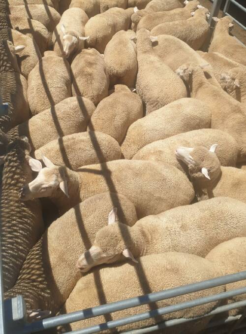 Top quality second-cross lambs sold by McRae Livestock, Duri, via Purtle Plevey Agencies P/L made $258 a head at Tamworth sale on Monday. Photo: Michelle Mawhinney, TLSAA 