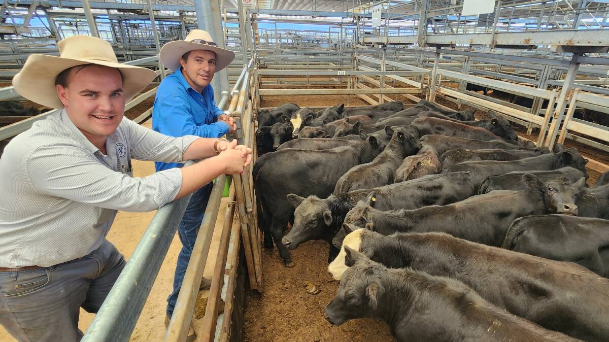 Agent Michael Purtle with Michael Marshman, Manilla, and his top pen of heifers that hit $930 a head at Tamworth last Friday. Picture supplied by Michelle Mawhinney.