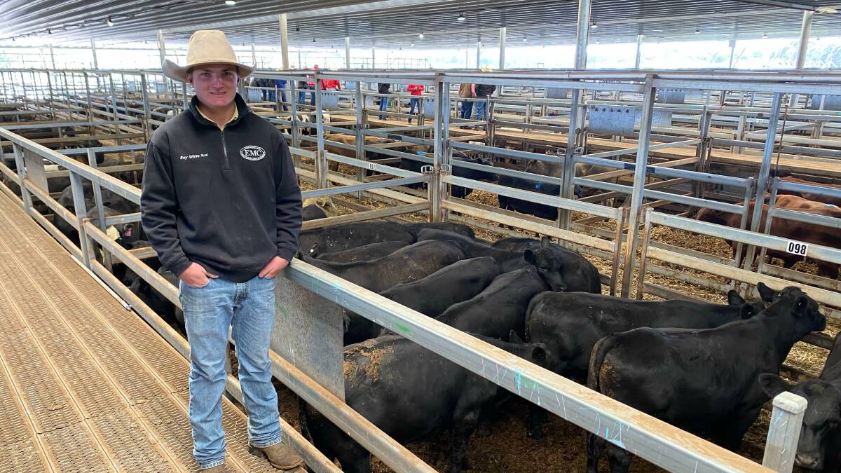 Ray White Emms Mooney agent James Rich, Oberon, with 13 Angus steers weighing an average of 470kg that sold for 440c/kg ($2070) at the Carcoar prime cattle sale on Tuesday. Photo: Josh Stephens