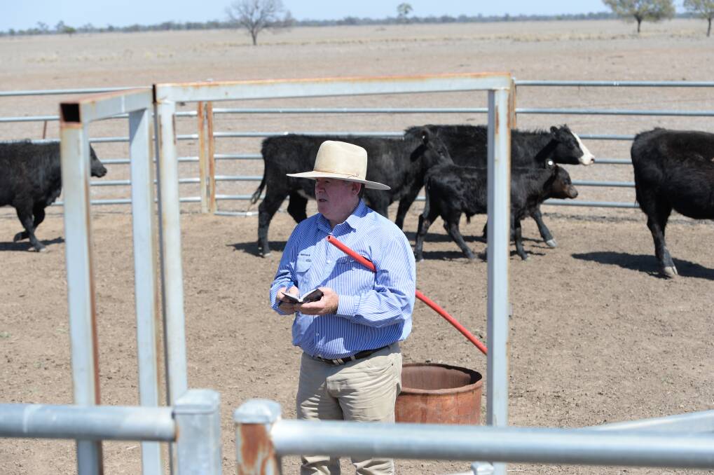 Peter O'Connor said clients had destocked to only have core breeders left. They will maintain these rather than compete for cattle at high rates when the season breaks.