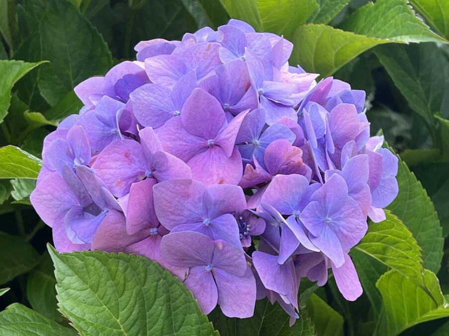 Bigleaf hydrangea (H. macrophylla) flowers better on drip irrigation in districts with dry summers. 