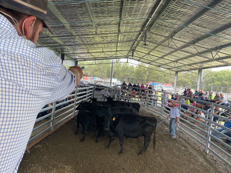 Bowe and Lidbury auctioneer Rodney McDonald takes bids on a pen of Angus cows with calves during the 32nd Annual Angus and Angus-Cross Female Sale on Saturday while Michael Easey and Toby Glasson spot bids from the sale ring. Photo: Bowe and Lidbury 