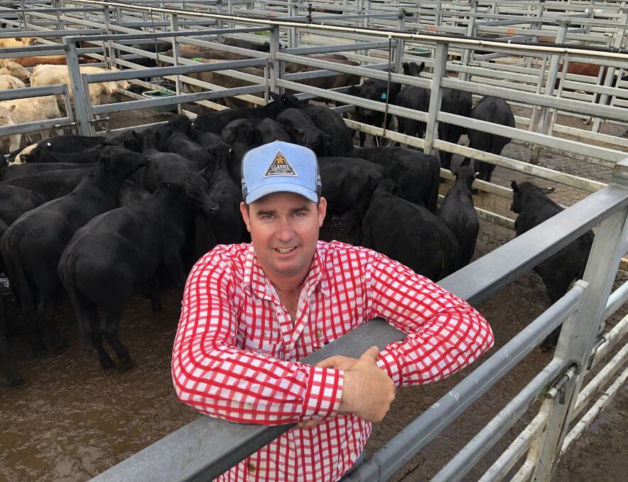 Laurie Argue from Kempsey Stock and Land with 174kg Angus steers sold by Peter Lanigan, Clybucca, that made a top of 620.2c/kg last Thursday. Photo: Samantha Townsend 