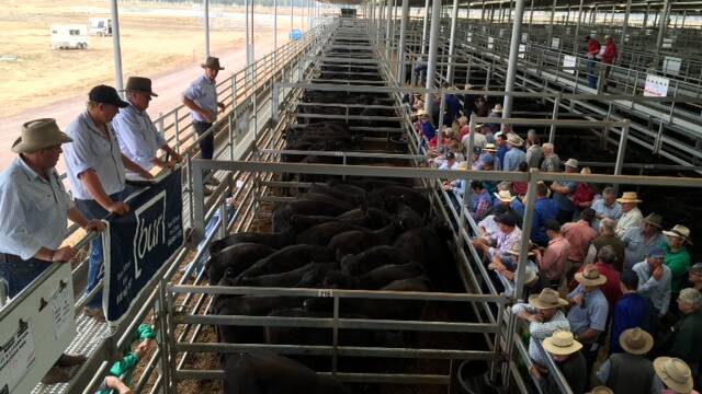 More than 3000 cattle were yarded at Wodonga on Thursday. File photo. 