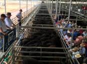 More than 2900 head were yarded at the Northern Victoria Livestock Exchange on Thursday. File photo. 