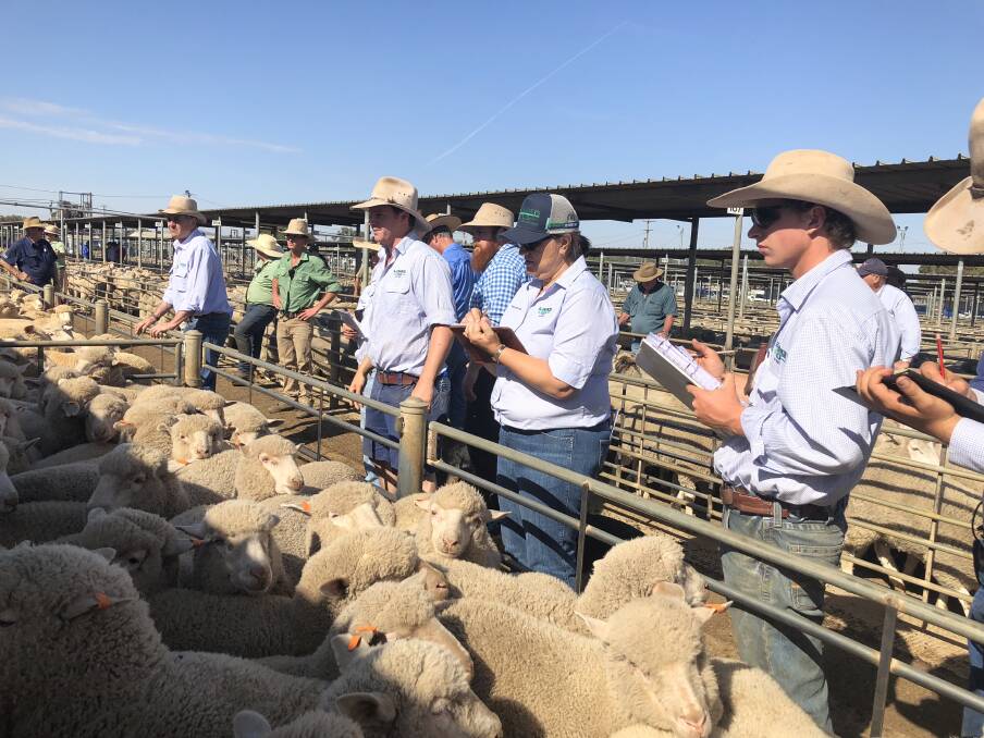 Livestock agents from H. Francis and Company take the bids at the Wagga Wagga prime lamb market last week. Photo by Nikki Reynolds.