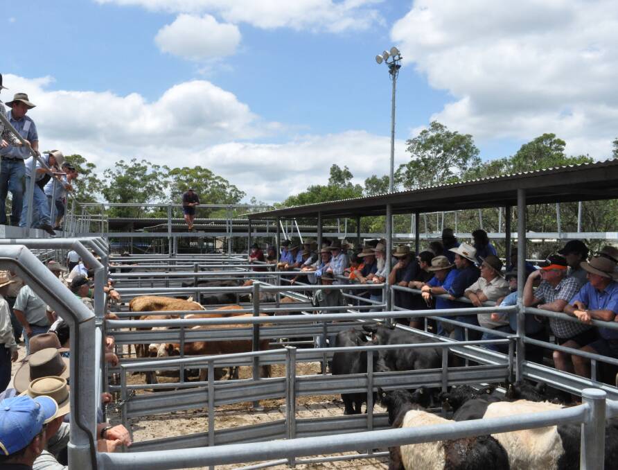 There were 1100 mixed-quality cattle offered at the Maitland store cattle sale on Saturday. File picture by Karen Bailey.