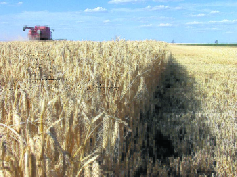 Grain quality concerns climb on continued rain