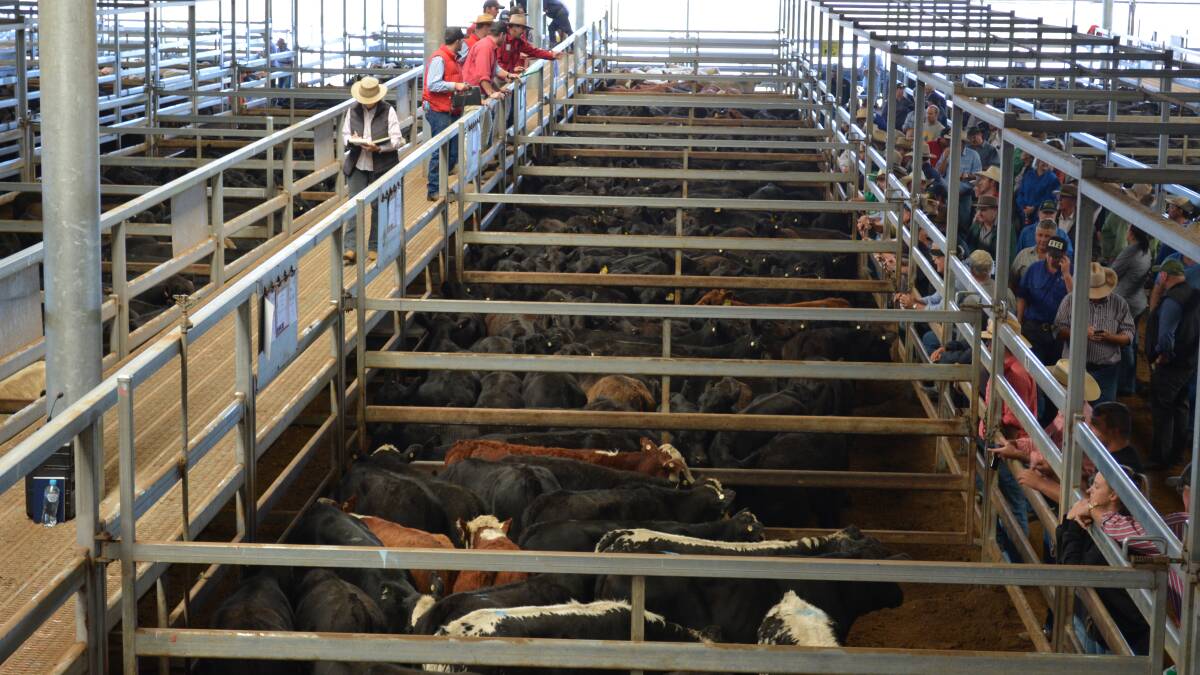 Carcoar cow units sell to $1225