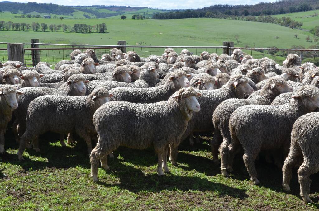 To scan or not to scan ewes?