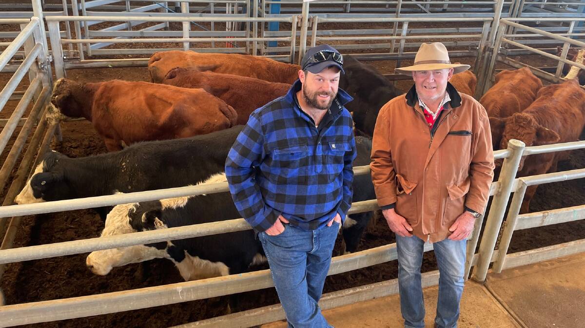First-time buyers at Forbes, Peter and Tony Croker, Willow Dale, Boorowa, bought 516kg mixed-age cows in calf to Belted Galloway bulls for $1440 a head.