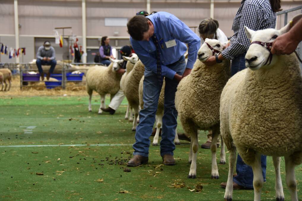 Judge Ross Jackson from Moyston in Victoria during the judging. Picture by Karen Bailey.
