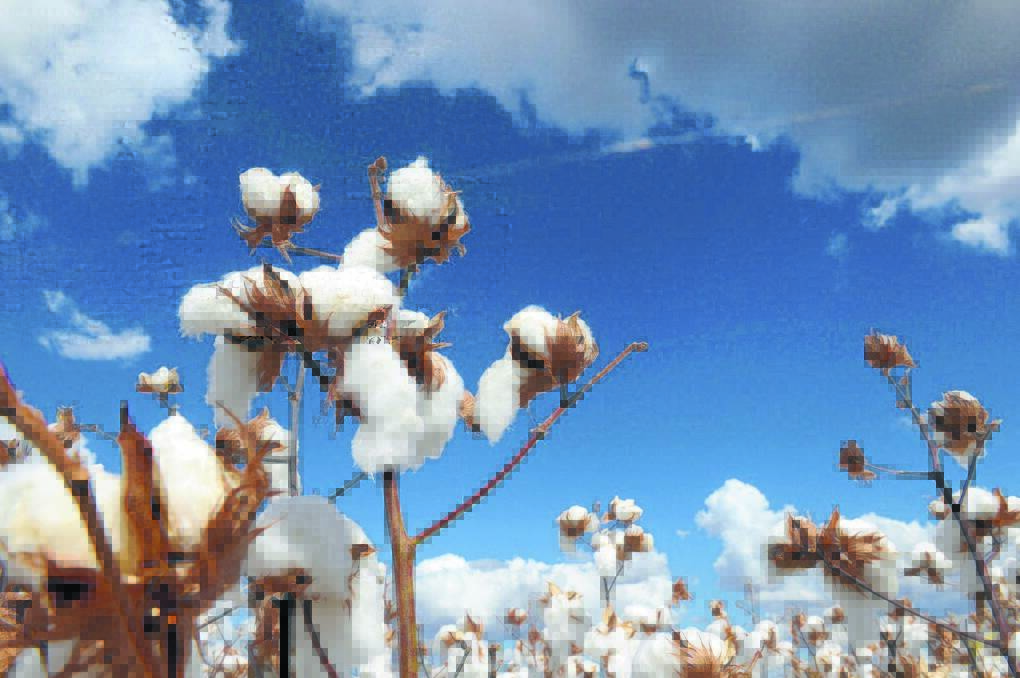 CONAB suggests a 33 per cent rise in Brazilian cotton acreage in 2018/19 to a record 1.56 million hectares.