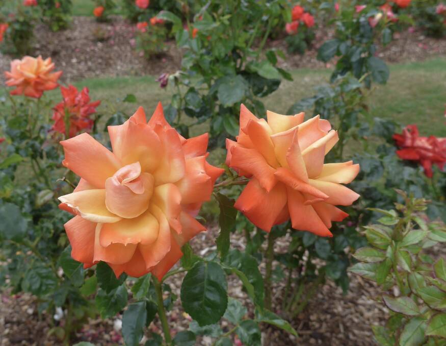 Medium/tall hybrid tea rose Remember Me repeat flowers all summer. Flower colour deepens in hot weather.