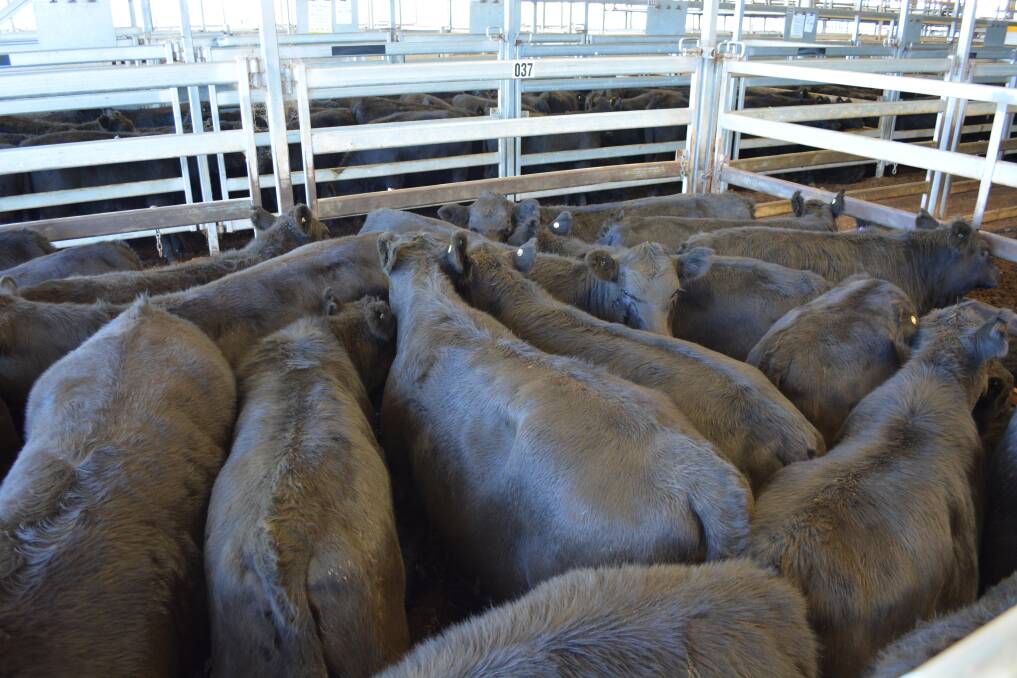 Best presented pen of heifers were sold by PR and EL Noon, Carinya, Wallerawang, for $1925 a head at the Carcoar sale last Friday. The 331kg Angus heifers were July/August-drop and by Owens- and Rennylea-blood bulls. 