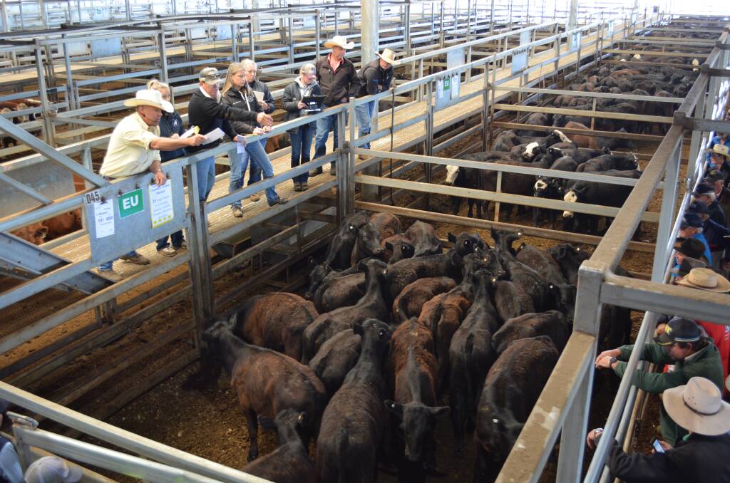 Ray White Emms Mooney agents take another bid during the Carcoar store cattle sale.