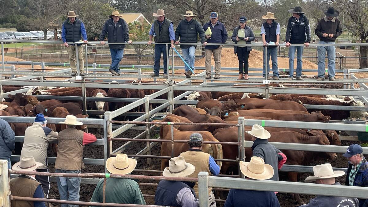 Agents in action during the Dunedoo store cattle sale last week. Photo: Rebecca Cooper