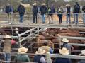 Agents in action during the Dunedoo store cattle sale last week. Photo: Rebecca Cooper