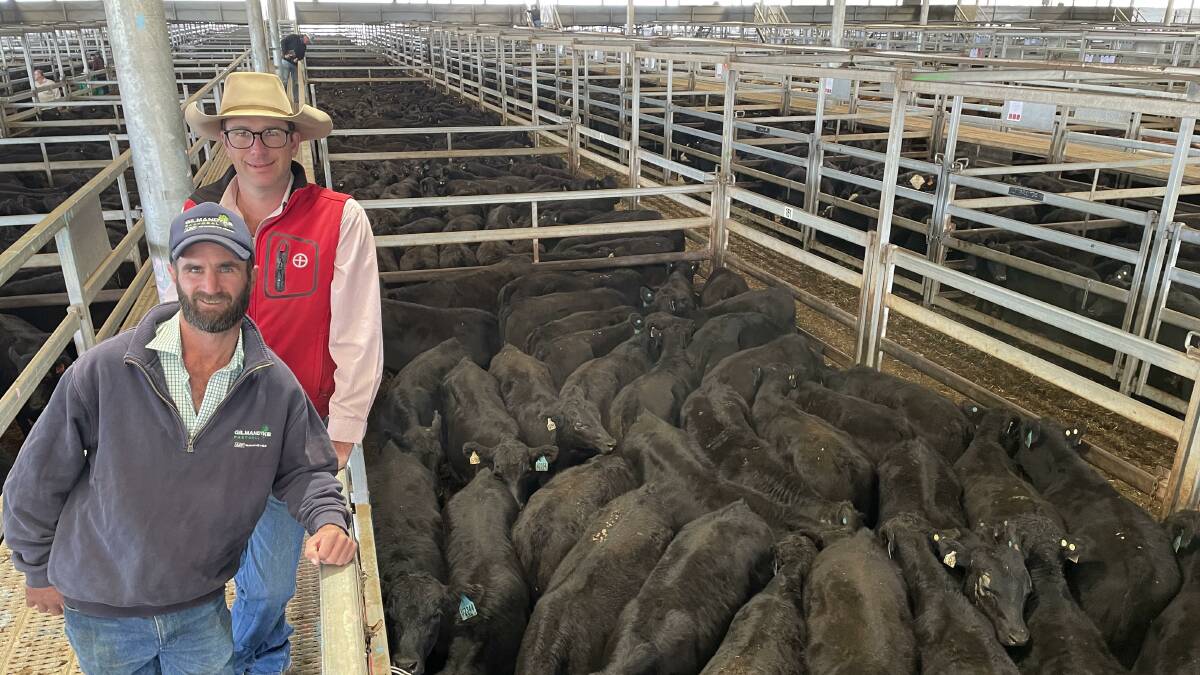 Gilmandyke Pastoral, Kangaroobie, Orange, sold a run of about 1000 weaner steers and heifers at the Central Tablelands Livestock Exchange Blue Ribbon Weaner Sale last Friday. Their top pen of 58 306kg, July/September-drop Angus steers sold for $1265 a head and is with Gilmandyke general manger Wade Peatman and Bowyer and Livermore agent Todd Clements. Picture by Karen Bailey.