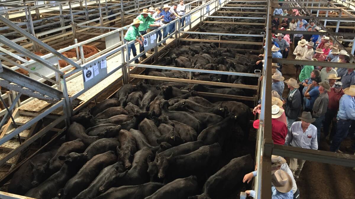 Carcoar weaner steers sell to top of 577c/kg