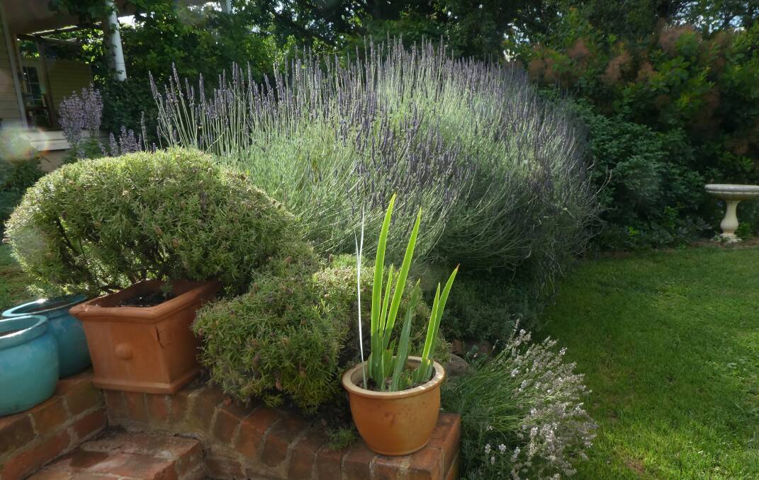 Even when pruned every year, lavender becomes overgrown and woody after about five years and needs replacing.