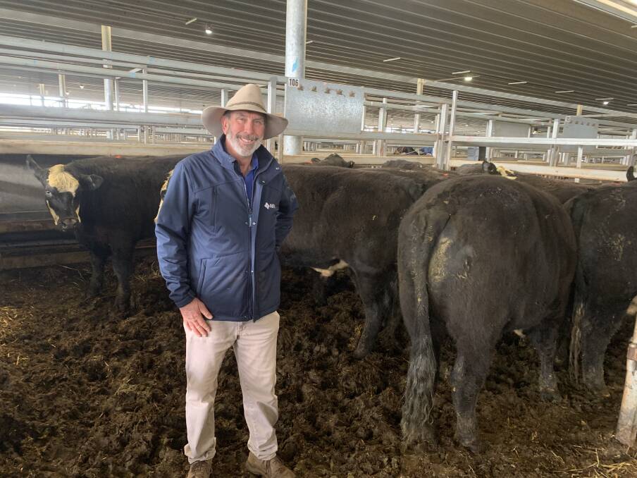 AWN Livestock and Property agent Darren Connick, Orange, with 623 kilogram Angus steers that sold for 503.2 cents a kilogram ($3138 a head) during the Carcoar prime sale on Tuesday. Photo: Josh Stephens