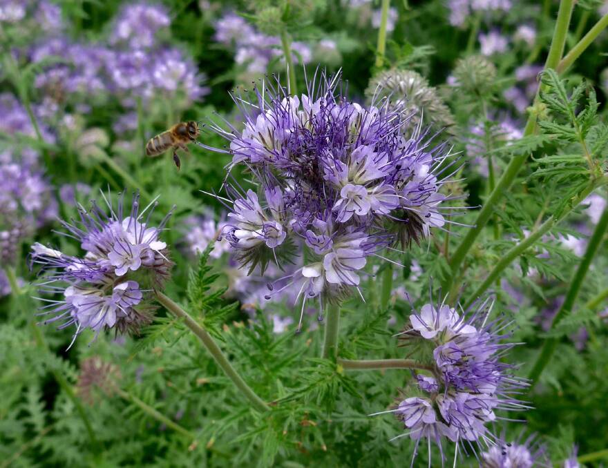 Annual Phacelia tanacetifolia has tansy-like leaves, and lavender blue flowers which attract beneficial insects.