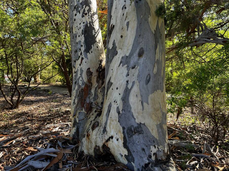 Stands of Eucalyptus mannifera are part of the original vegetation in the Australian National Botanic Gardens and are a feature in their own right.