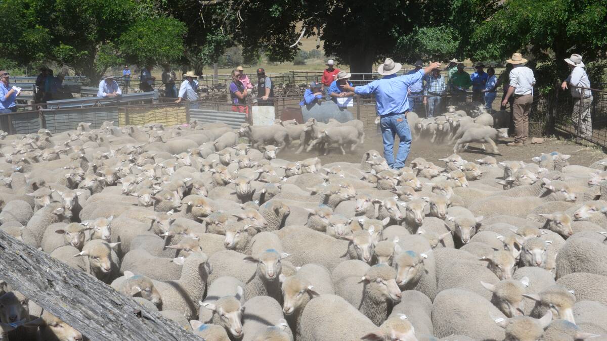Lamb, sheep, wool prices better than 2016