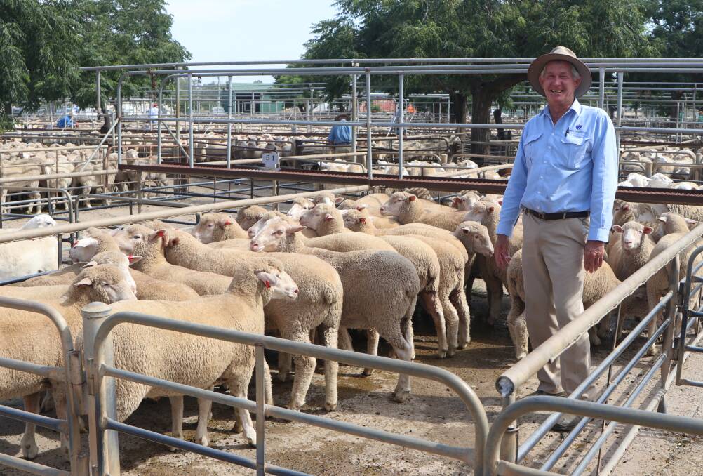 Dubbo agent Paul Alchin with second-cross lambs from T and C Rothery, Yeronga, Geurie, that sold for $210 on Monday. Picture by Kate Louden.