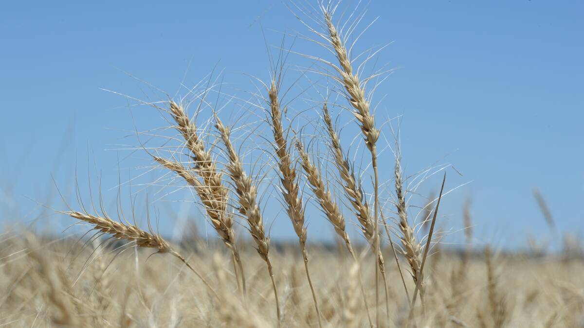 Smart Marketing | Wheat futures climb