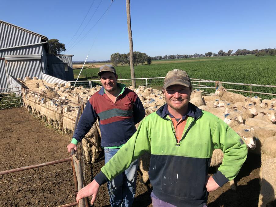 Chris and Brett Thomas, The Rock, penned up 424 new season lambs for sale this week, with the tops sold at the Wagga Wagga saleyards today. Photo: Olivia Calver