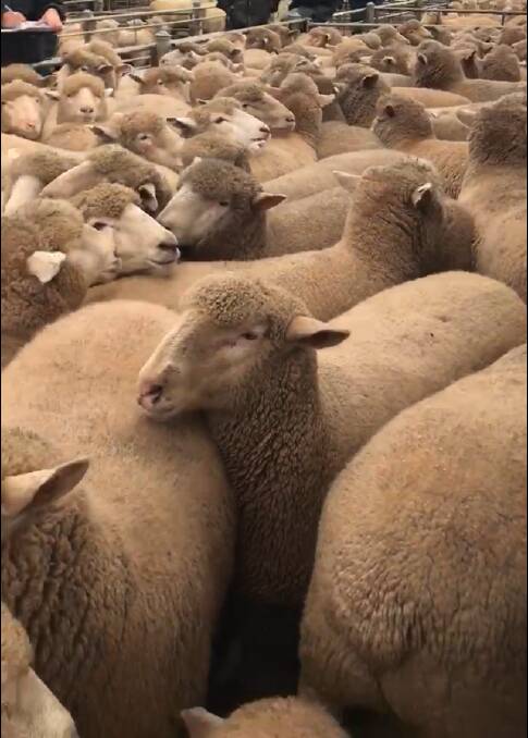 Lambs at Wagga Wagga.