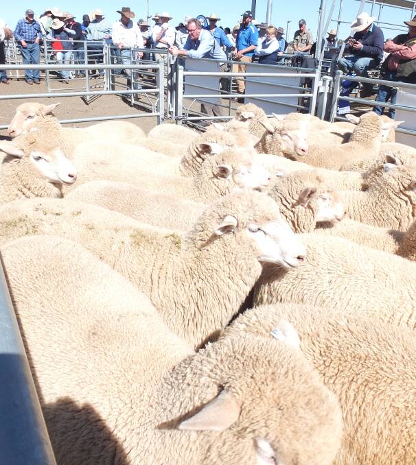 The Barton Partnership's grand champion pen of lambs at the annual Tamworth show and sale.