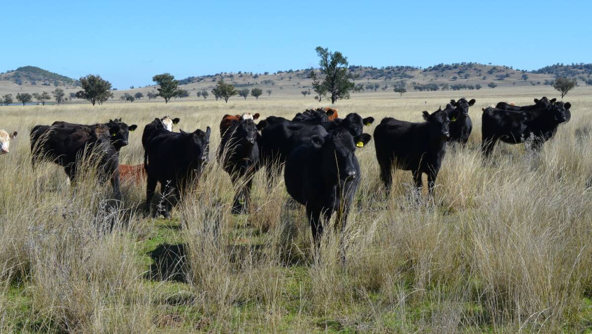 Victorian producers with feed have found themselves in a strong position.