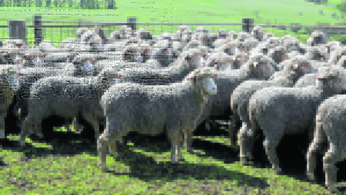 Sheep grazier's warning for Tuesday