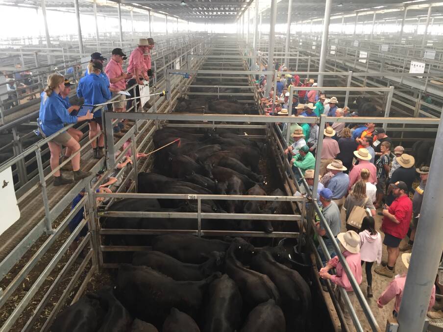 Sale action during the Wodonga weaner sales last Friday. Photo: Karen Bailey