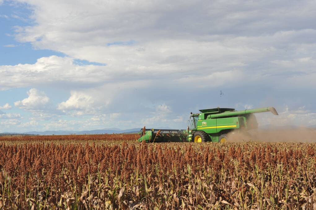 Sorghum bids slip $10/t as harvest gets underway