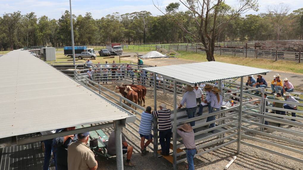 Cattle with weight and breeding sold well at the Maitland store cattle sale on Saturday. Picture supplied.